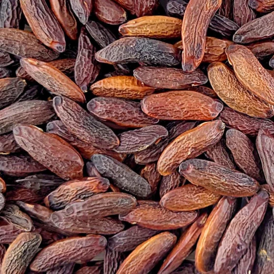 Fasola Tonka - Premium Line