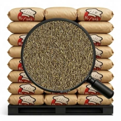 Cząber Mielony - Luz